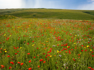 Wild Flower Vista