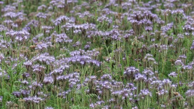 Phacelia plant field. Lacy Phacelia Tanacetifolia or blue tansy or purple tansy, good insectary plant,attracting pollinators such as honey bees or bumblebeee. 4k resolution
