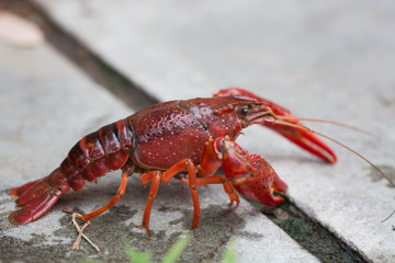 Closeup of river crayfish in nature