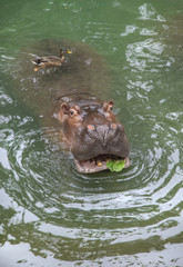 Hippo Eating Breakfast [DSC_3091]