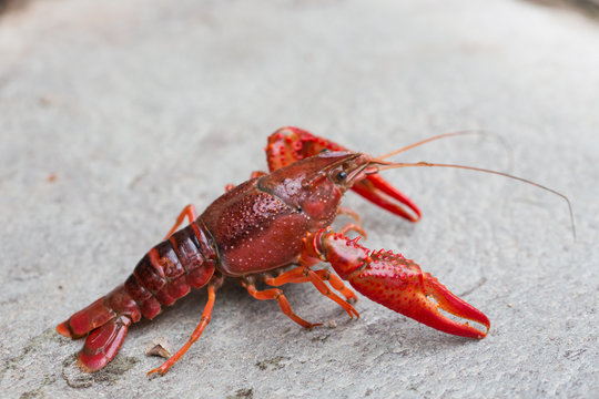 Closeup of river crayfish in nature