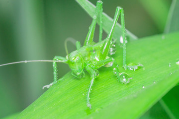 green grasshopper in the grass