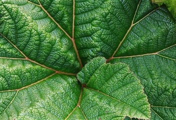 Costa Rican Plant Life. Photo by Rob Nagy 2017