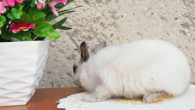 Easter bunny near spring wreath. Little dwarf rabbit sitting near flowers. 4k resolution.