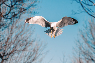 Gliding in