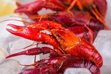 Closeup of red crayfish on ice with lemon slices.