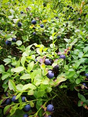 Wild whortleberry (huckeberry, bilberry) field 