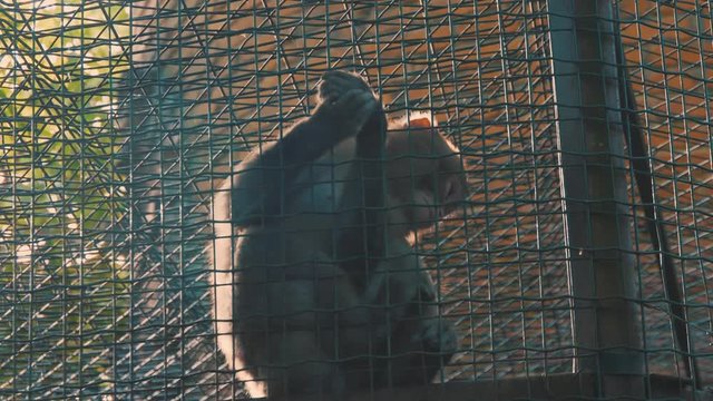 monkey in the zoo on a walk behind the fence