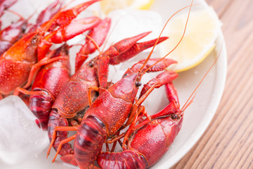 Red crayfish on ice with lemon slices.