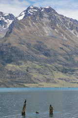 Fototapeta na wymiar A Pied Shag (Phalacrocorax varius) sits atop a post in lake Wakatipu, south island New Zealand
