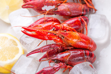 Red crayfish on ice with lemon slices.