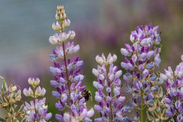 Obraz premium Close-up of a honey bee feeding on a lupin in New Zealand.