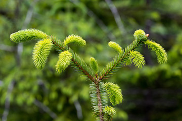 New growth on a Spruce tree in Alaska