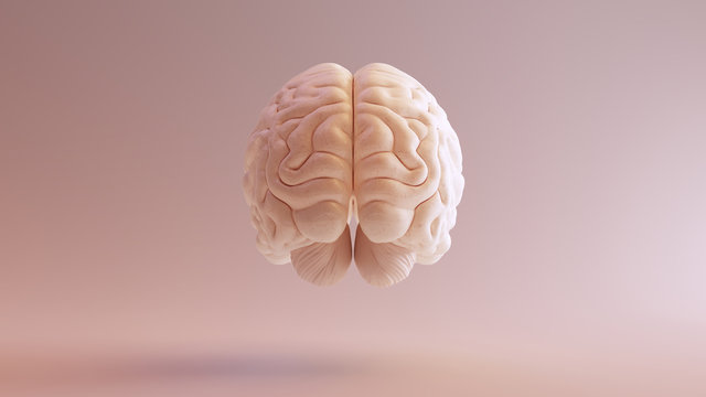 Human Brain Anatomical Model 3d Illustration