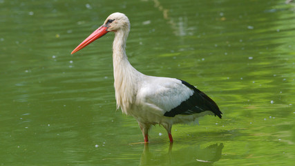 Cicogna bianca che cammina nell'acqua dello stagno, in estate