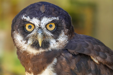 Portrait of Spectacled Owl (Pulsatrix perspicillata)