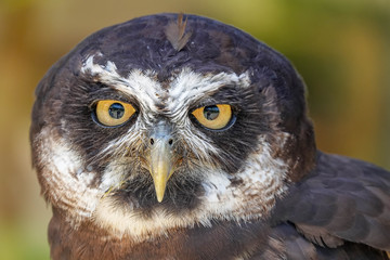 Portrait of Spectacled Owl (Pulsatrix perspicillata)