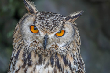 Portrait of Eurasian Eagle-owl (Bubo bubo)