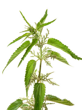 Brennnesselbl&uuml;te