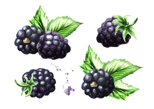 Ripe Blackberries With Green Leaves Set. Watercolor Hand Drawn Illustration, Isolated On White Background