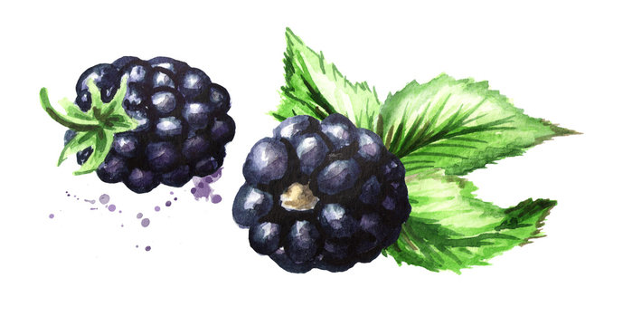 Two ripe blackberries with green leaves. Watercolor hand drawn illustration, isolated on white background
