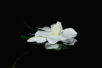 Naklejka na ściany i meble Gardenia jasminoides or Cape jasmine flower on black background
