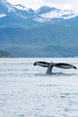 A whale of a tail © chrt2hrt