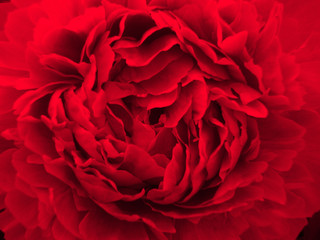 flamenco. red flower. macroshooting. passion. love. structure. background.