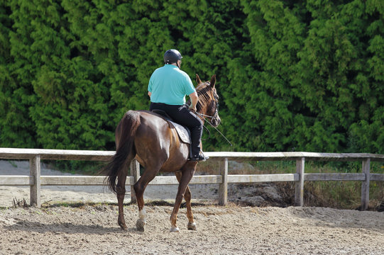 homme cavalier en surpoids sur cheval bai en man&egrave;ge