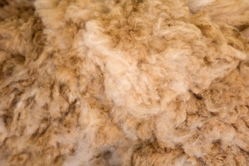 Closeup of alpaca wool