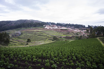 Fototapeta na wymiar Agricultural terraces in Cusco
