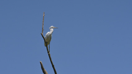 Garzetta ferma in cima all'albero, con cielo blu