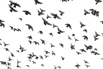 Fototapeta na wymiar Pigeons in the sky