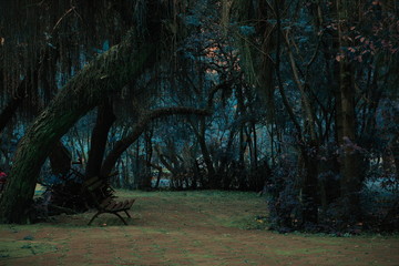 Bosque, árbol, naturaleza, vida, verde