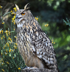 owl royal