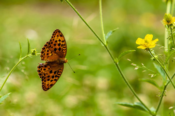 Obraz premium Butterfly and small flower