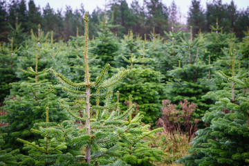 Christmas Tree harvest