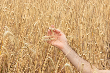  A male hand holding ripe ears of grain
