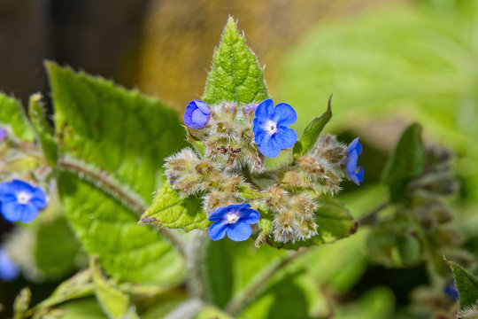 Close up of a cluster of Dyer's Alkanet flowers growing in the sunshine