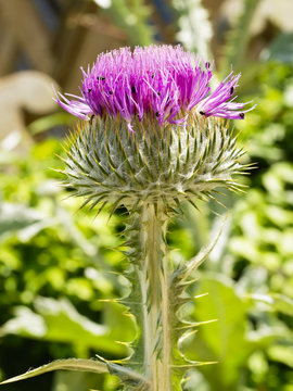 Purple Cotton Thistle in flower, with small insects in the fronds