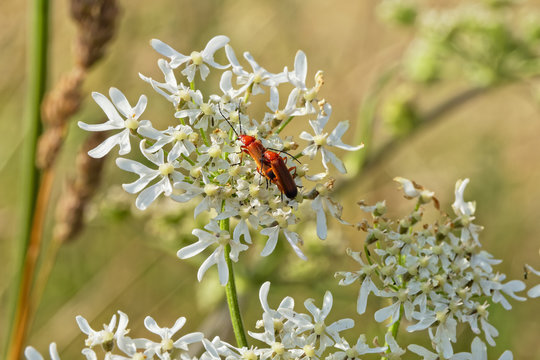 Pair of Red Cardinal Beetles mating on a white Night Flowering Catchfly