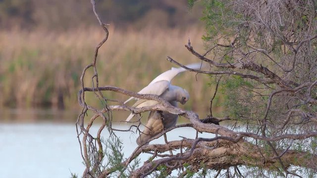 Little Corellas (Cacatua sanguinea) interacting on the branches of a paperbark tree at dusk at Herdsman Lake in Perth, Western Australia. 4K video.