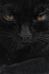 The The Black Panther 😺