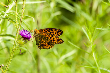 Butterfly and wildflower