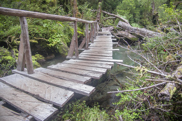Fototapeta na wymiar Bosque Encantado ubicado en el Parque Nacional Queulat, Chile.