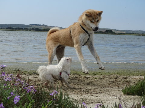 akita maltese