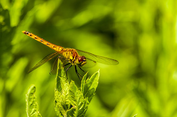  A dragonfly