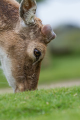 photo of a male Fallow deer grazing on green grass © rob francis