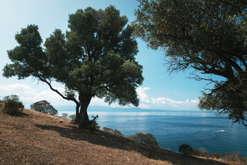 Fototapeta na wymiar Beautiful hill with trees with scenic view of blue Metiterranean sea on sunny day. Greece