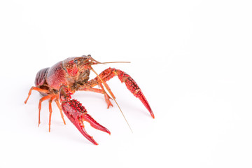 Live crayfish. Crayfish on a white background